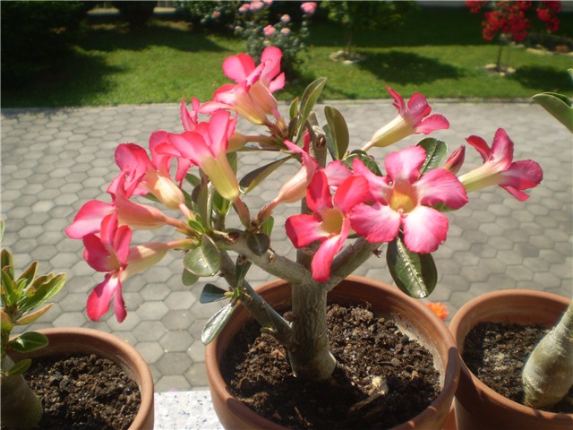 kaktus